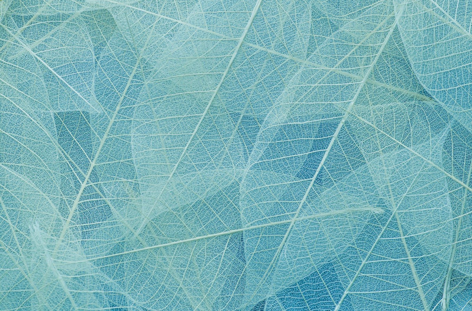 The image shows a close-up of translucent leaves in shades of blue, highlighting their intricate vein patterns.